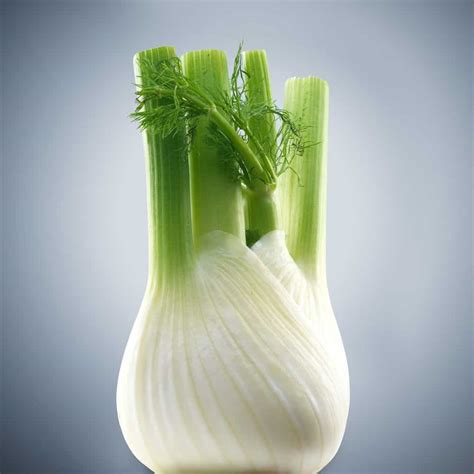Pic of fennel bulb